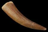 Fossil Plesiosaur (Zarafasaura) Tooth - Morocco #81565-1